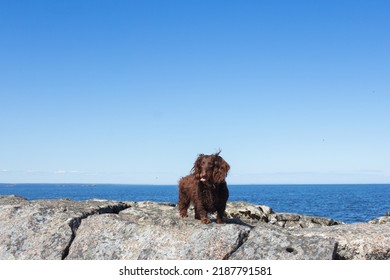 Brown Long Haired Dachschund Walking On Rocks On Lake, Weiner Dog Looking Ahead, Small Long Haired Doxie, Sunny Day With Blue Sky