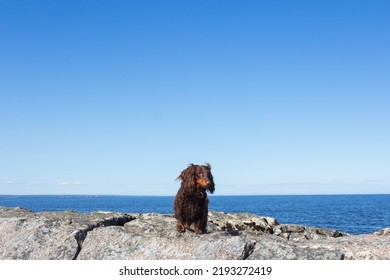 Brown Long Haired Dachschund Walking On Rocks On Lake, Weiner Dog Looking Ahead, Small Long Haired Doxie, Sunny Day With Blue Sky