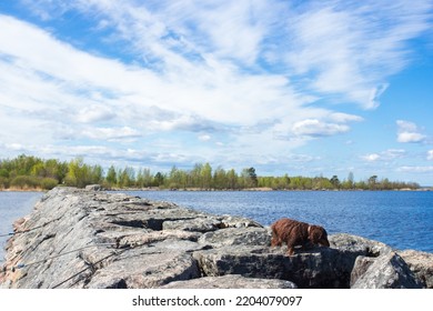 Brown Long Haired Dachschund Walking On Rocks On Lake, Weiner Dog Looking Away, Small Long Haired Doxie, Sunny Day With Blue Sky