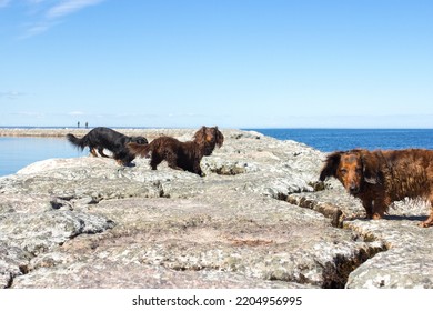 Brown Long Haired Dachschund Walking On Rocks On Lake, Weiner Dog Looking Away, Small Long Haired Doxie, Sunny Day With Blue Sky