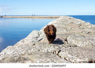 Brown Long Haired Dachschund Walking On Rocks On Lake, Weiner Dog Looking Away, Small Long Haired Doxie, Sunny Day With Blue Sky