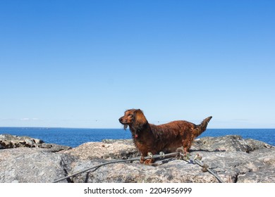 Brown Long Haired Dachschund Walking On Rocks On Lake, Weiner Dog Looking Away, Small Long Haired Doxie, Sunny Day With Blue Sky