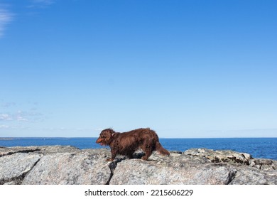 Brown Long Haired Dachschund Walking Away On Rocks On Lake, Weiner Dog Small Long Haired Doxie, Sunny Day With Blue Sky