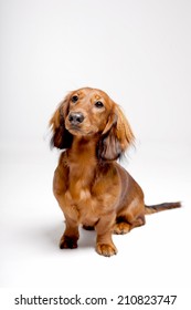 Brown long haired dachshund