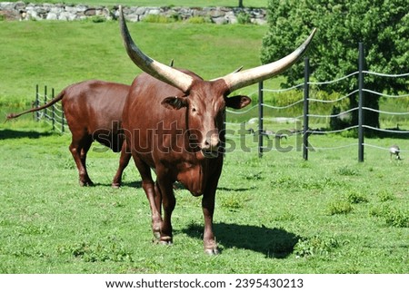 Brown Long Horn Bull in a Grassy Field