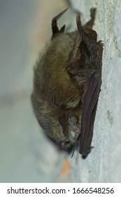 The brown long-eared bat common long-eared bat Plecotus auritus. Wintering bats