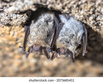 Brown long-eared bat, common long-eared bat (Plecotus auritus). Two hibernating bats in a cellar in winter. Drenthe, Netherlands.