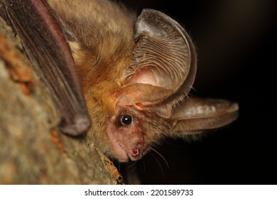 The brown long-eared bat or common long-eared bat (Plecotus auritus) on the tree branch in a natural habitat - Shutterstock ID 2201589733
