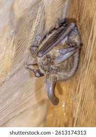 Brown long-eared bat, common long-eared bat (Plecotus auritus). Resting Bat on an attic in Summer. Drenthe, Netherlands.