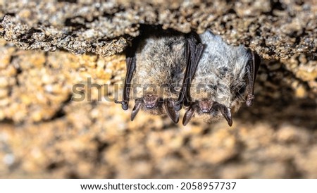 Brown long-eared bat, common long-eared bat (Plecotus auritus). Two hibernating bats in a cellar in winter. Drenthe, Netherlands.