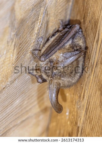 Brown long-eared bat, common long-eared bat (Plecotus auritus). Resting Bat on an attic in Summer. Drenthe, Netherlands.