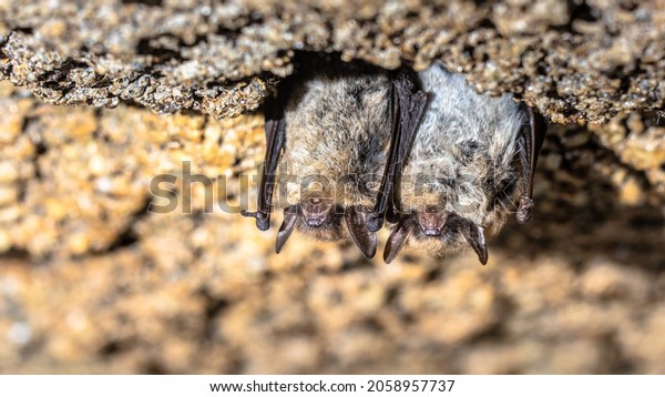 Brown long-eared bat, common long-eared bat\
(Plecotus auritus). Two hibernating bats in a cellar in winter.\
Drenthe, Netherlands.