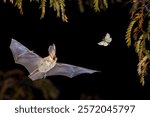 Brown Long-Eared Bat (Plecotus auritus) flying and trying to catch moth in mid air in Forest Environment. Wildlife Scene of Nature in Europe.