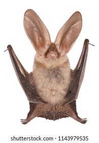 Brown long-eared bat (Plecotus auritus), isolated on white background