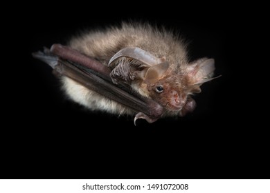 Brown long-eared bat (Plecotus auritus) on a black background. Halesworth, UK. October