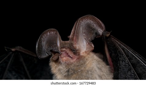 Brown long-eared bat (Plecotus auritus) in northern forest area of Belarus