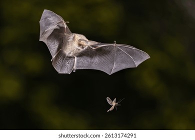 Brown Long-Eared Bat (Plecotus auritus) flying and trying to catch moth in mid air in Forest Environment. Wildlife Scene of Nature in Europe.