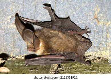 Brown long-eared bat resting on a fence post