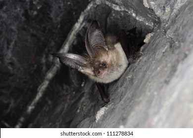 Brown long-eared bat, Smaland, Sweden