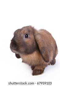 Brown Lop Eared Dwarf Rabbit, Isolated