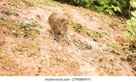 A brown macaque monkey explores a sandy, grassy slope in its natural Thai habitat.