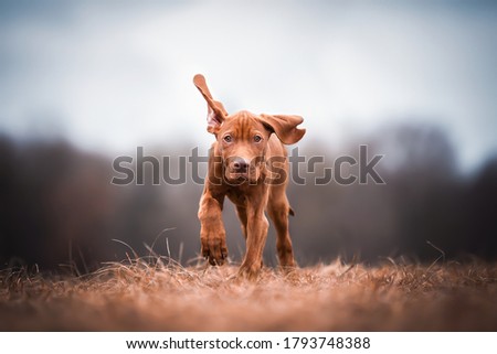 brown Magyar Vizsla puppy running 