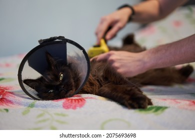 Brown Maine Coon Cat Wears Conical Collar While. Safe Wound Healing Without Biting And Licking.