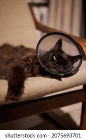 Brown Maine Coon Cat Wears Conical Collar While. Safe Wound Healing Without Biting And Licking.