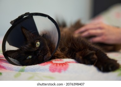 Brown Maine Coon Cat Wears Conical Collar While. Safe Wound Healing Without Biting And Licking.