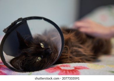 Brown Maine Coon Cat Wears Conical Collar While. Safe Wound Healing Without Biting And Licking.