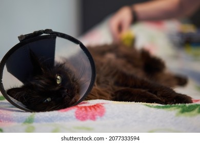 Brown Maine Coon Cat Wears Conical Collar While. Safe Wound Healing Without Biting And Licking.