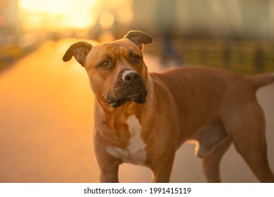 Red Nose Pitbull Bilder Stockfotos Und Vektorgrafiken Shutterstock