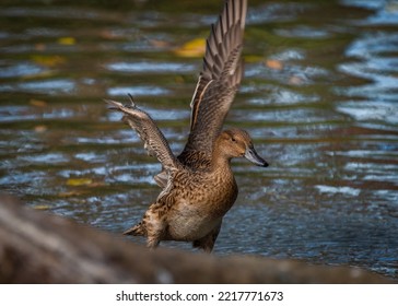 Brown Male Duck On Blue Water Pond In Autumn Color Evening