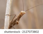 brown mantis looking at camera