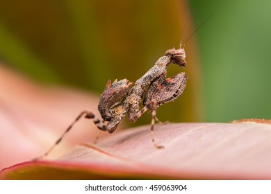 Brown Mantis , Mantis on leaf
