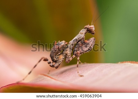 Brown Mantis , Mantis on leaf