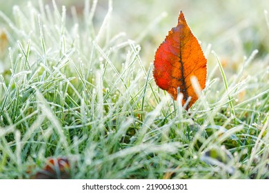 brown maple leaves in frost. frosty Lawn close-up.First frosts. Frosty natural background. Late autumn.Autumn nature. Green grass in white frost.