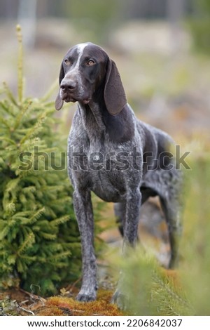 Brown marble German Shorthaired Pointer dog posing outdoors in spring standing in a forest