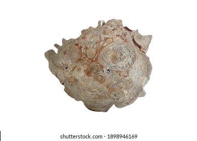 Brown Marble Rock Slab Isolated On White Background With Clipping Path. Agate Rock Slab.