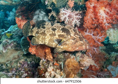 Brown Marbled Grouper Epinephelus Fuscoguttatus Being Cleaned By A Stock Photo Alamy