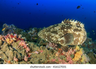 422 Bahamas grouper Images, Stock Photos & Vectors | Shutterstock