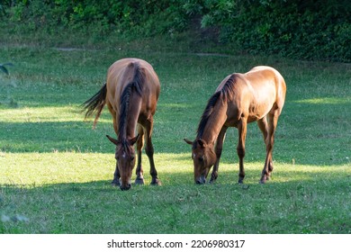 Brown Mare And Foal Horse Grazing In Pasture And Eating Green Grass. Beautiful Mane Ears Eyes Nostrils. Little Horse And Adult Female Equus Caballus Perissodactyla Pluck And Eating Plants On Sunny Day