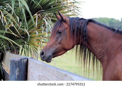 a brown Mare Horse head shot