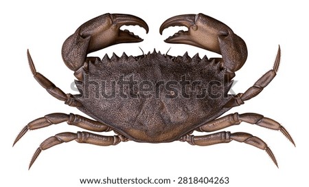 Brown marine crab with sharp claws and textured shell
