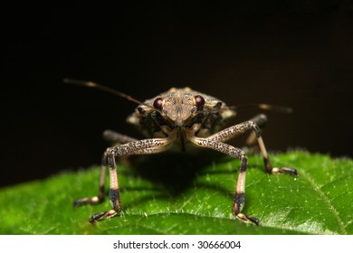 Brown Marmorated Stink Bug