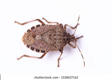 Brown marmorated stink bug close up dorsal view