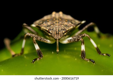 Brown Marmorated Stink Bug feeding on a pepper in the garden (Halyomorpha halys) - Shutterstock ID 2000616719