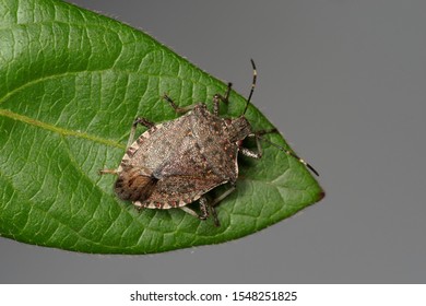 Brown marmorated stink bug, Halyomorpha halys, an invasive insect pest.
