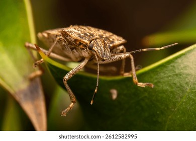 Brown marmorated stink bug (Halyomorpha halys) on a leaf