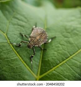 The brown marmorated stink bug is an insect in the family Pentatomidae, native to China, Japan, Korea and other Asian regions
